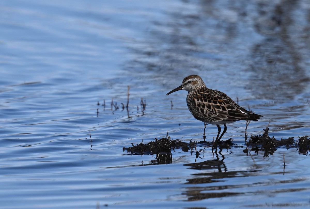 Weißbürzel-Strandläufer - ML619750139