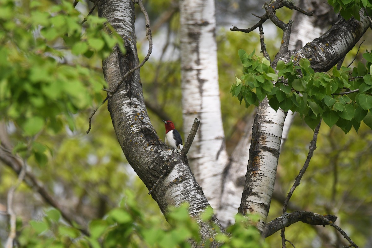Red-headed Woodpecker - ML619750147
