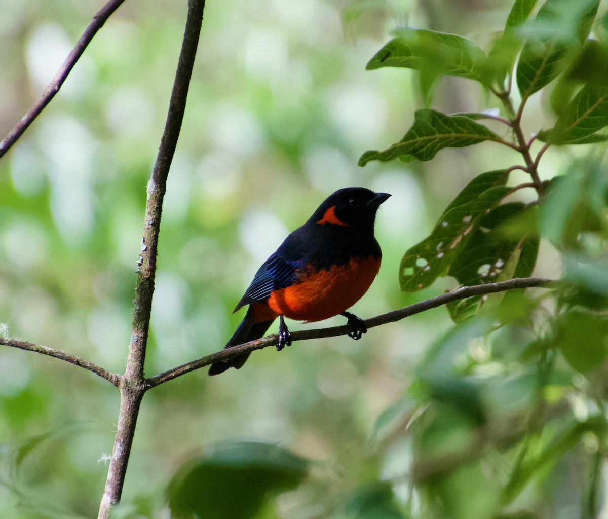 Scarlet-bellied Mountain Tanager - ML619750159