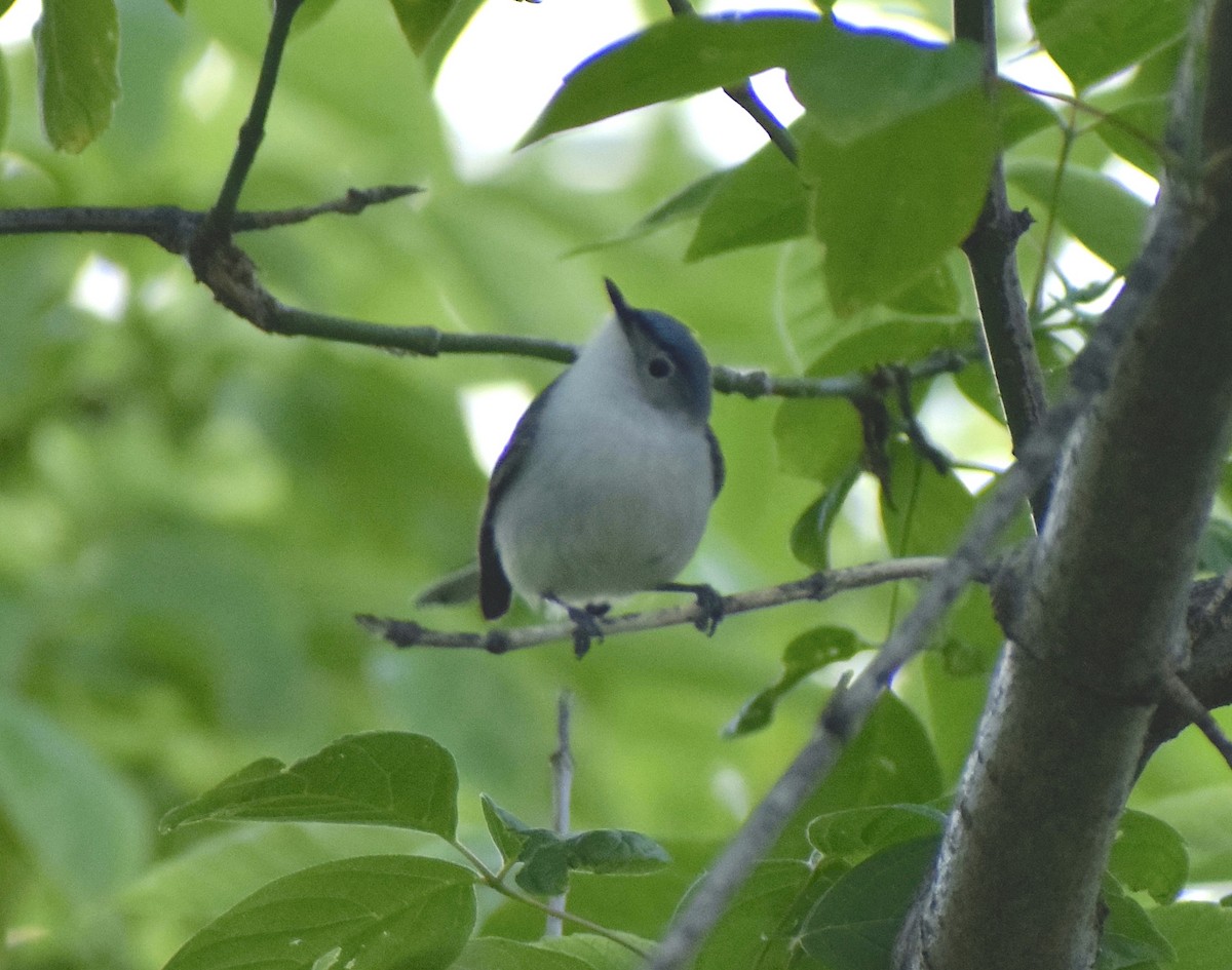 Blue-gray Gnatcatcher - ML619750160