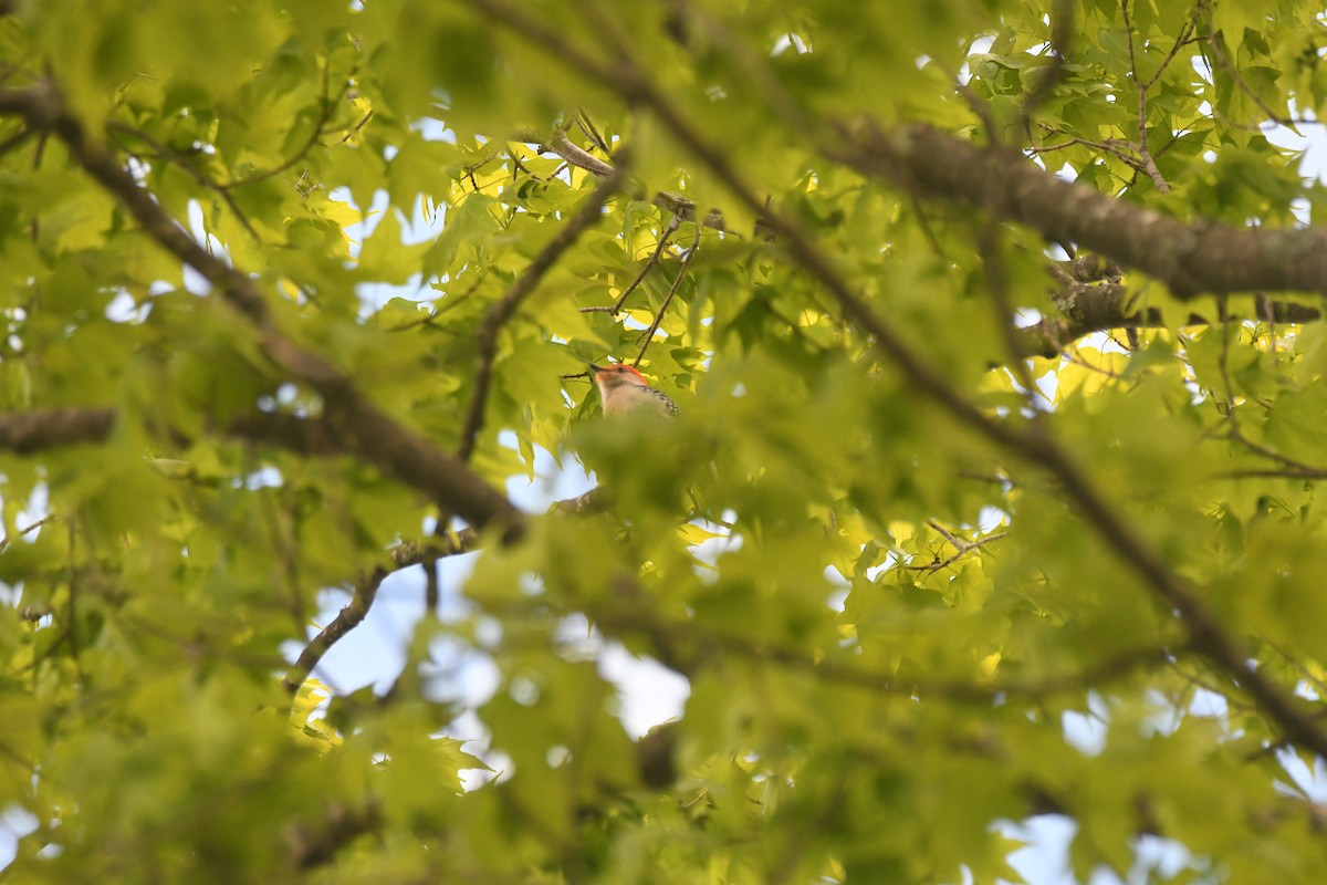 Red-bellied Woodpecker - ML619750166