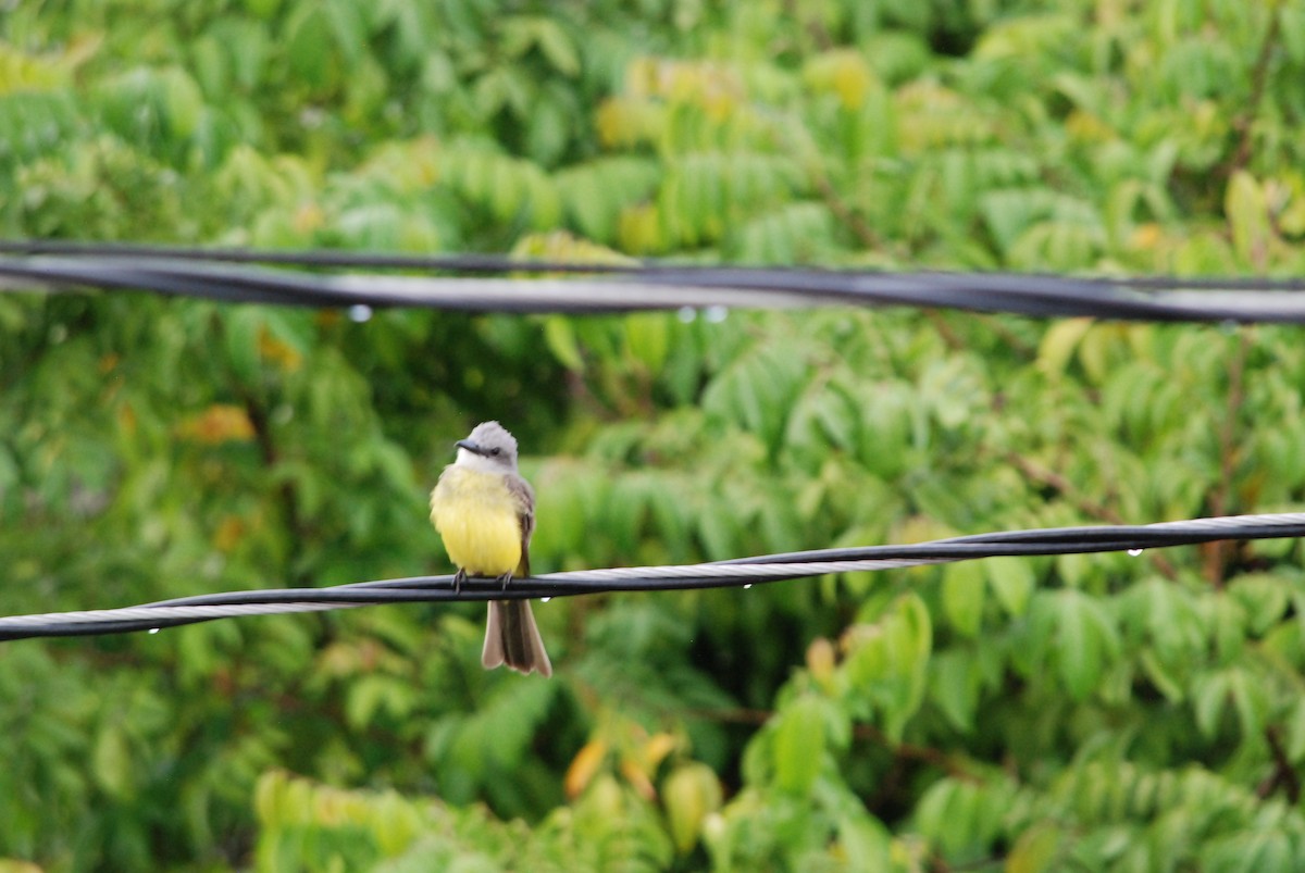 Tropical Kingbird - Cal Stuebner