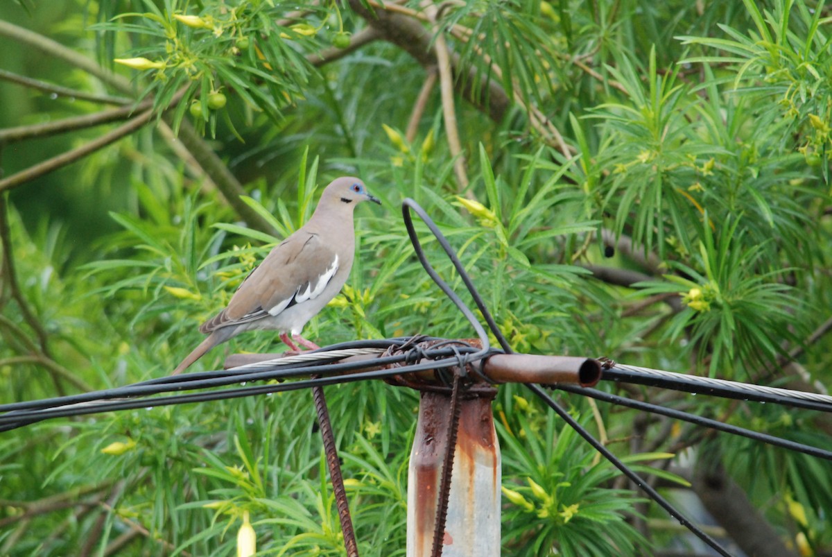 White-winged Dove - Cal Stuebner