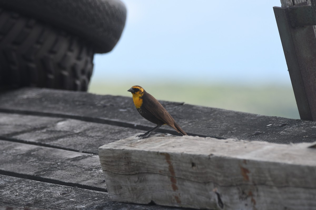 Yellow-headed Blackbird - ML619750201