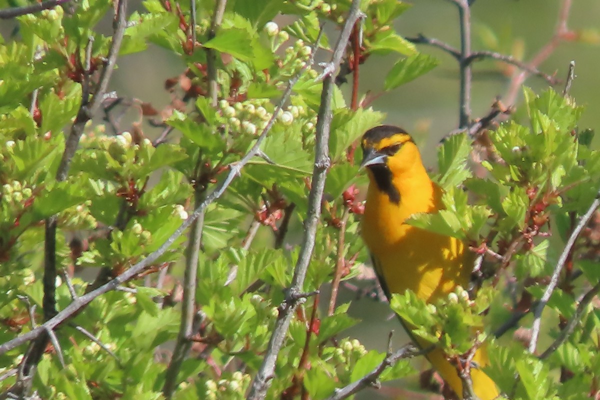 Bullock's Oriole - ML619750202