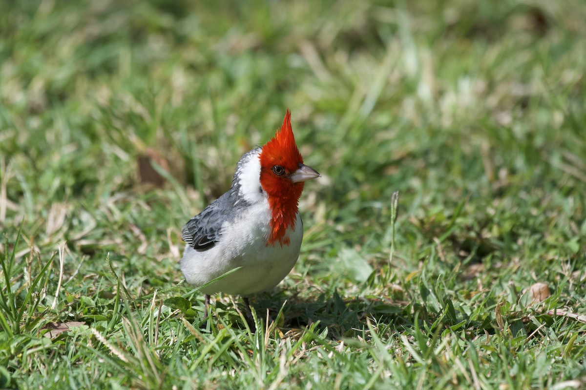 Red-crested Cardinal - ML619750217