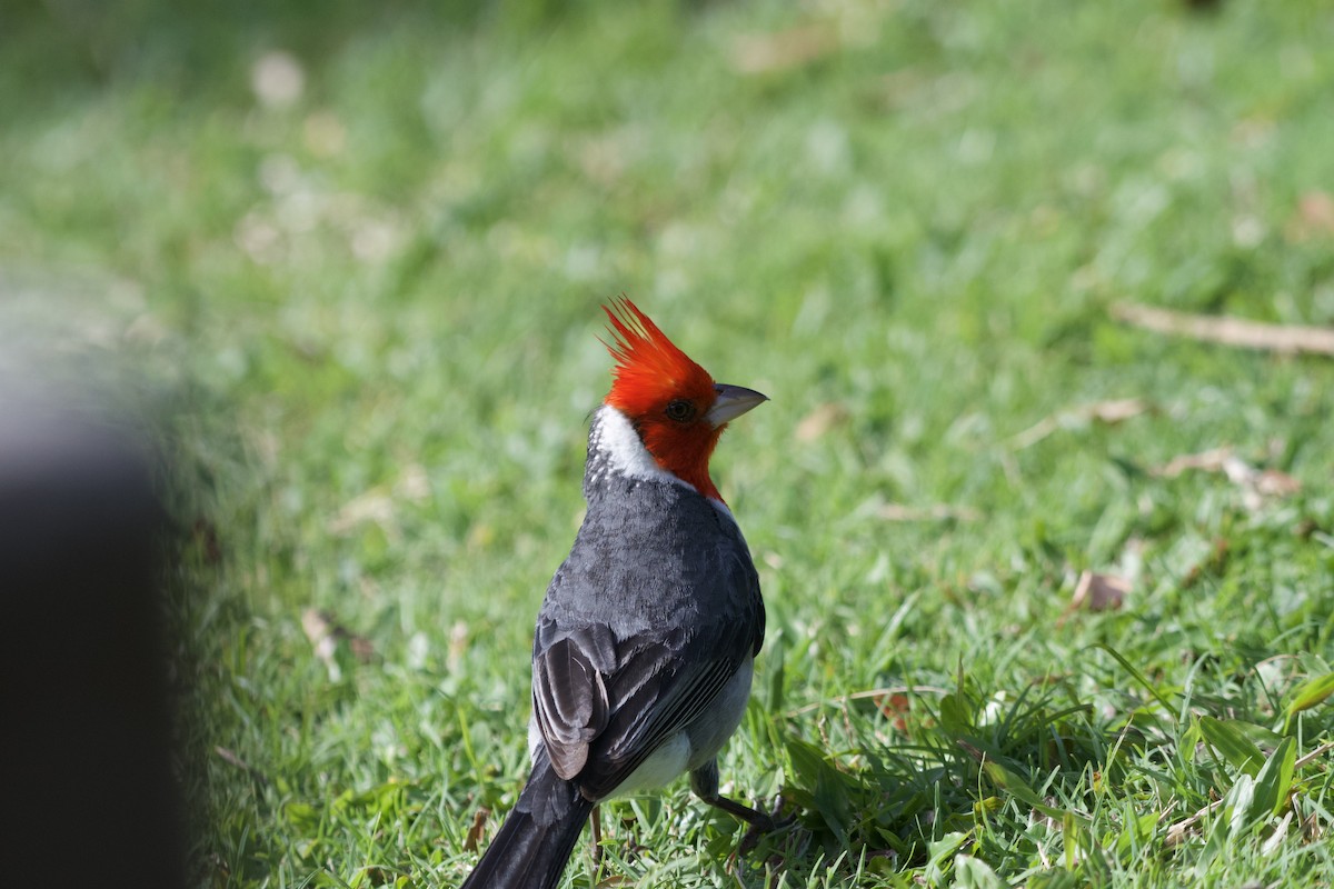 Red-crested Cardinal - ML619750220