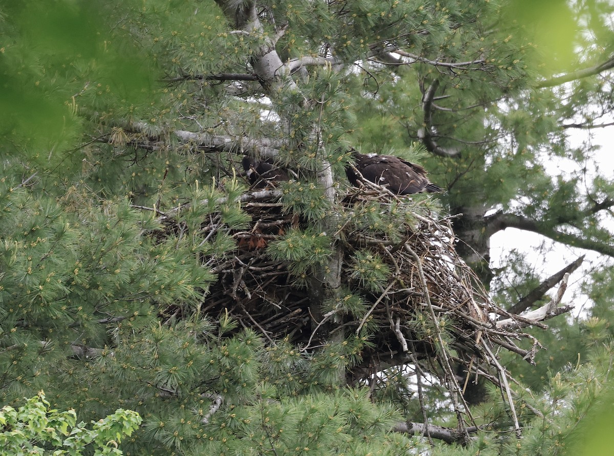 Weißkopf-Seeadler - ML619750224