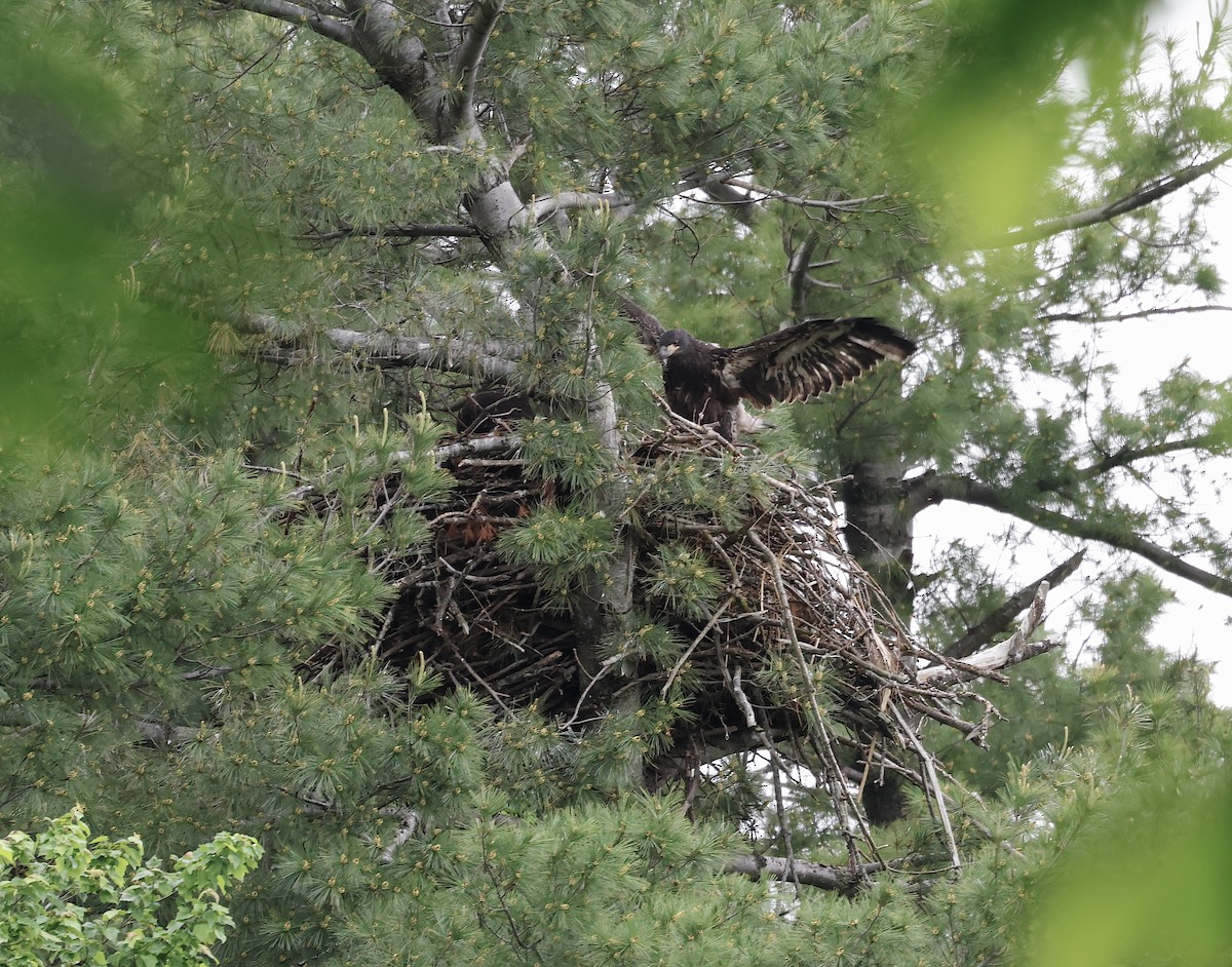 Weißkopf-Seeadler - ML619750225