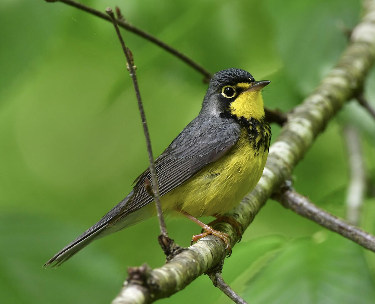 Canada Warbler - ML619750231