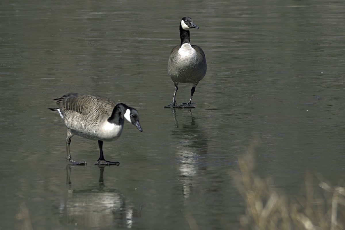 Canada Goose - ML619750237