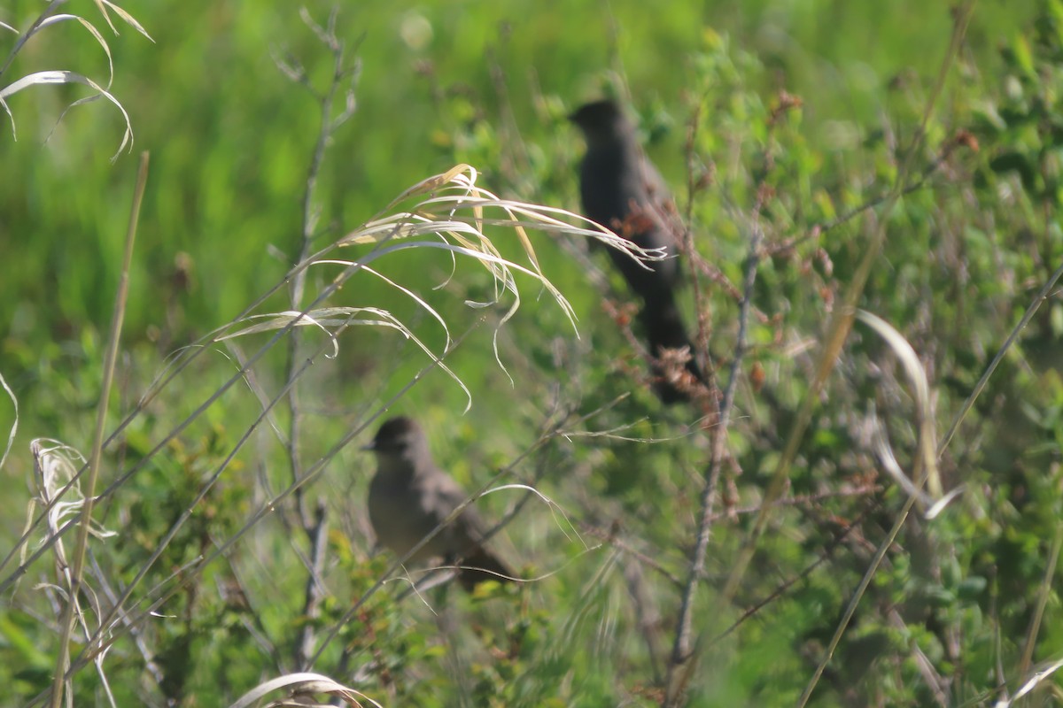 Gray Catbird - ML619750239