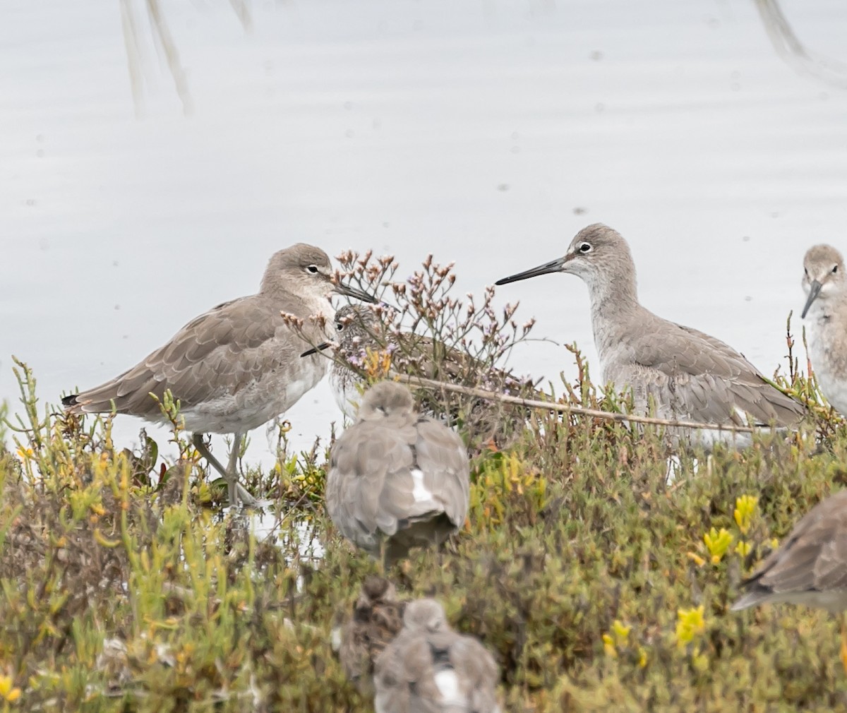 Willet - ML619750244