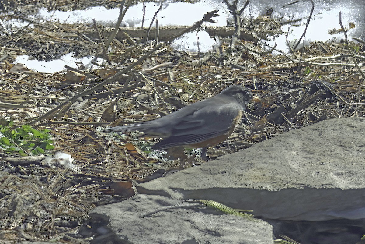 American Robin - ML619750256