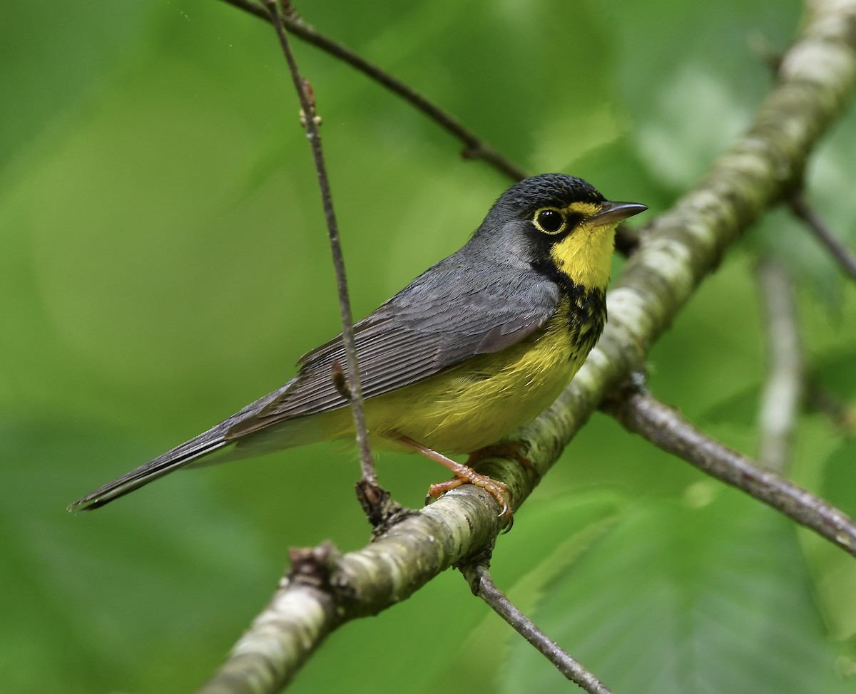 Canada Warbler - ML619750268