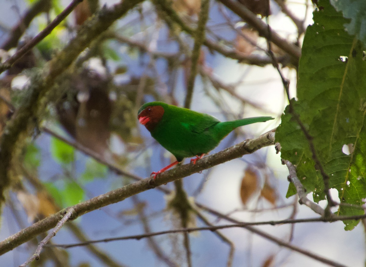 Grass-green Tanager - ML619750271