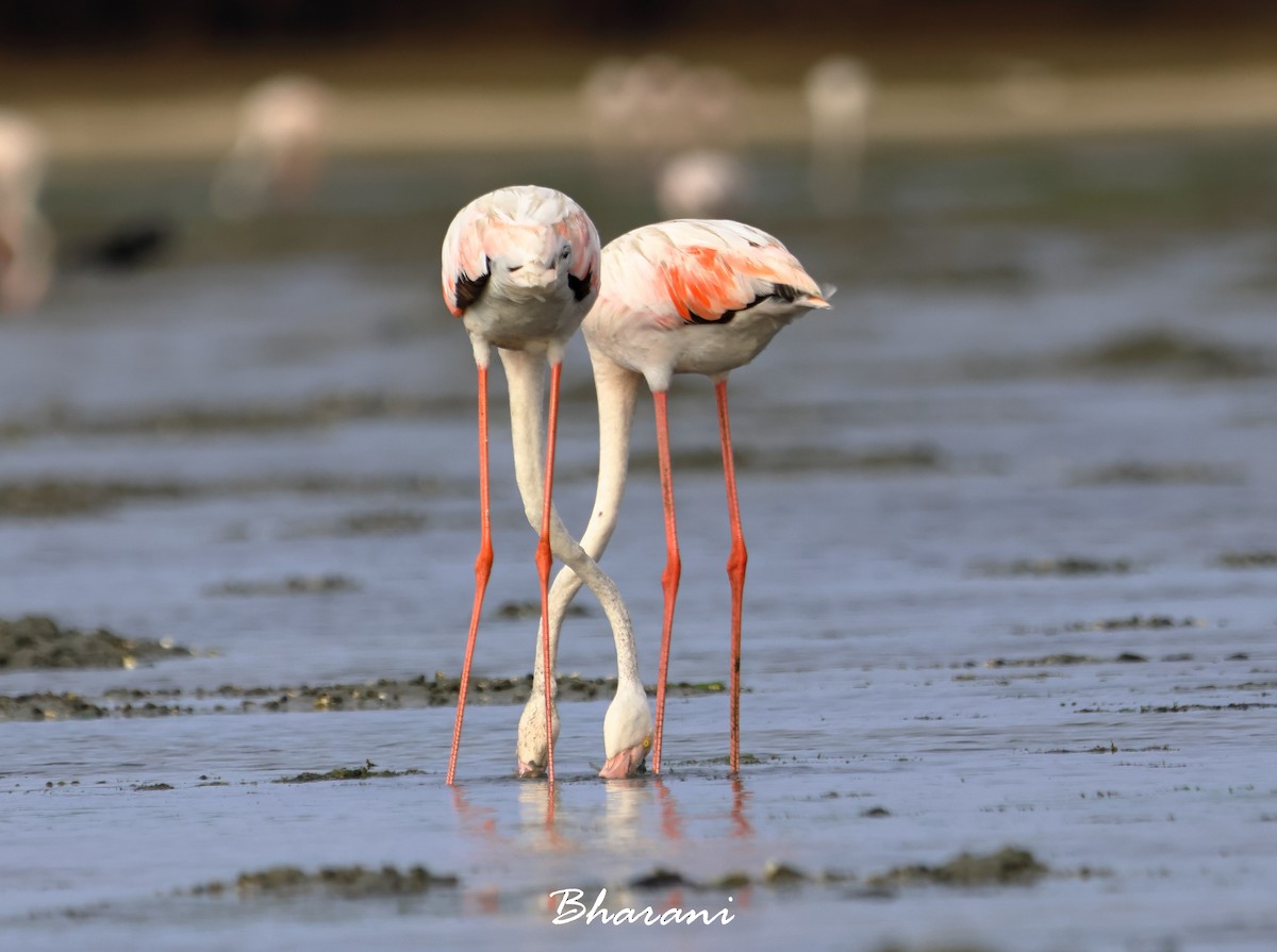 Flamant rose - ML619750285