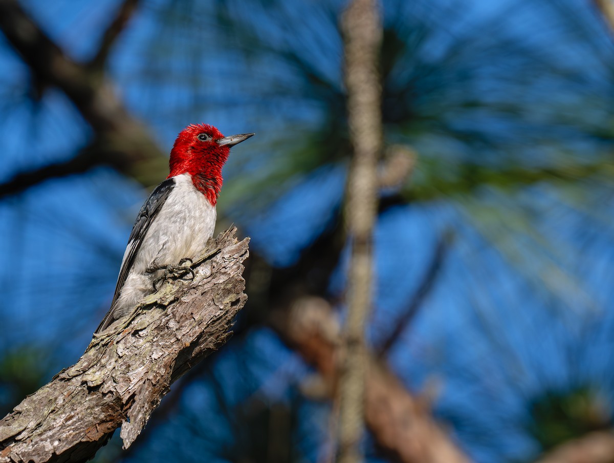 Red-headed Woodpecker - ML619750292