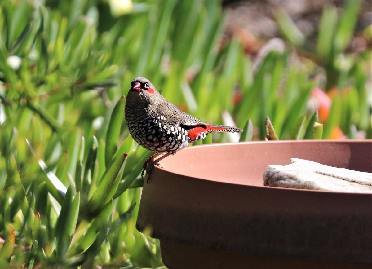Red-eared Firetail - ML619750296