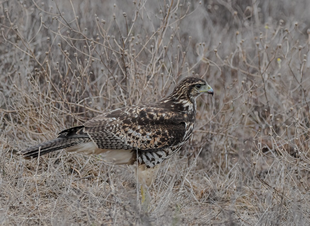 Harris's Hawk - ML619750318