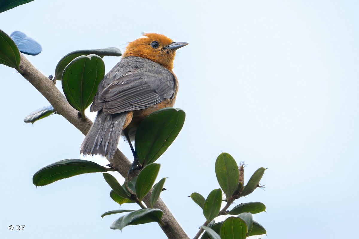 Rufous-chested Tanager - ML619750337