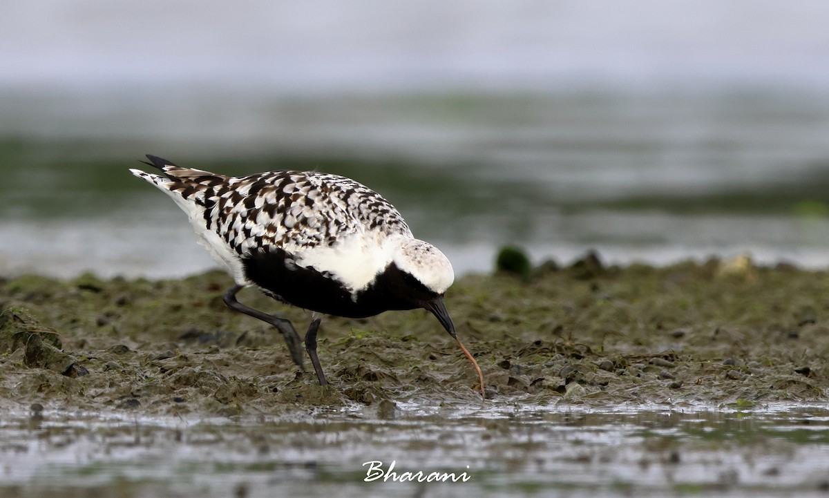 Black-bellied Plover - ML619750351