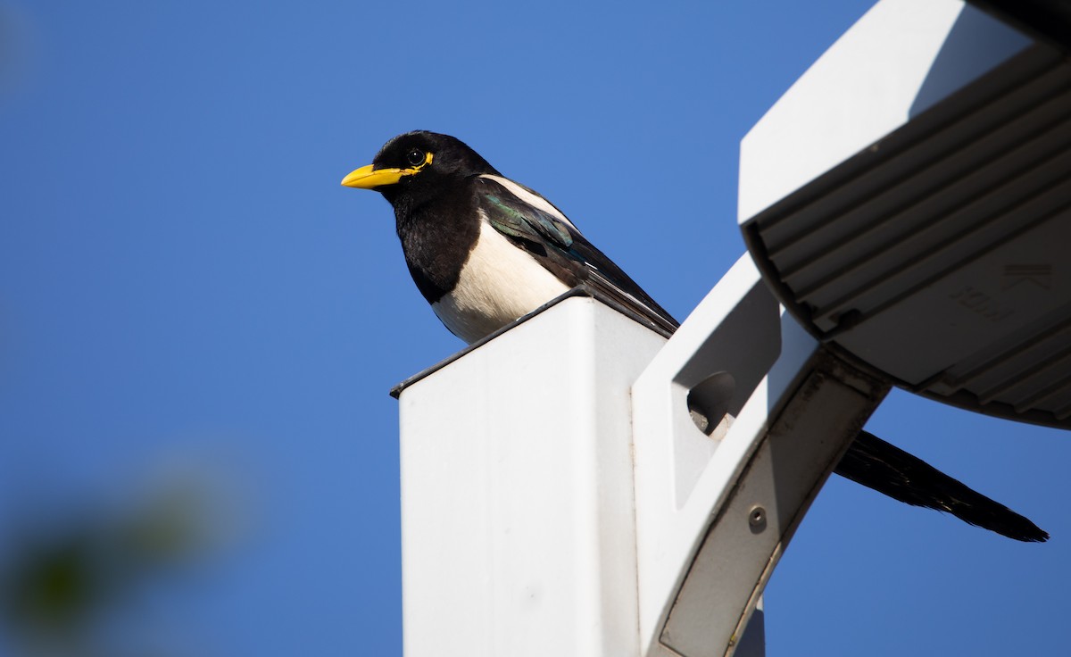 Yellow-billed Magpie - ML619750381