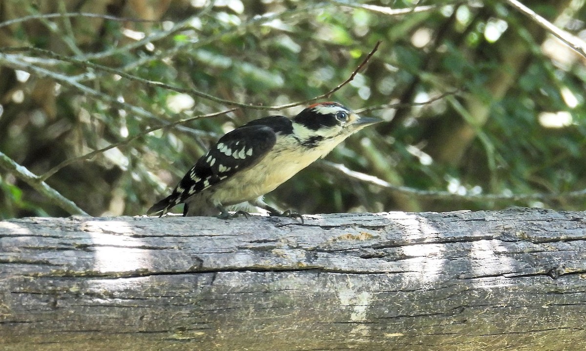 Downy Woodpecker - ML619750390