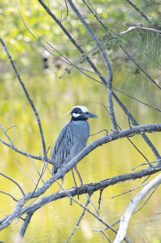 Yellow-crowned Night Heron - ML619750425