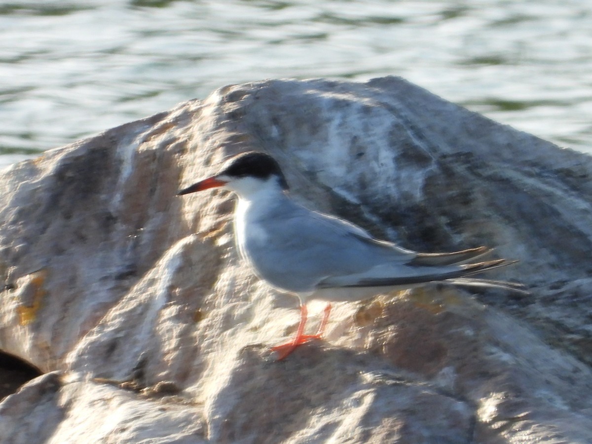 Forster's Tern - ML619750428