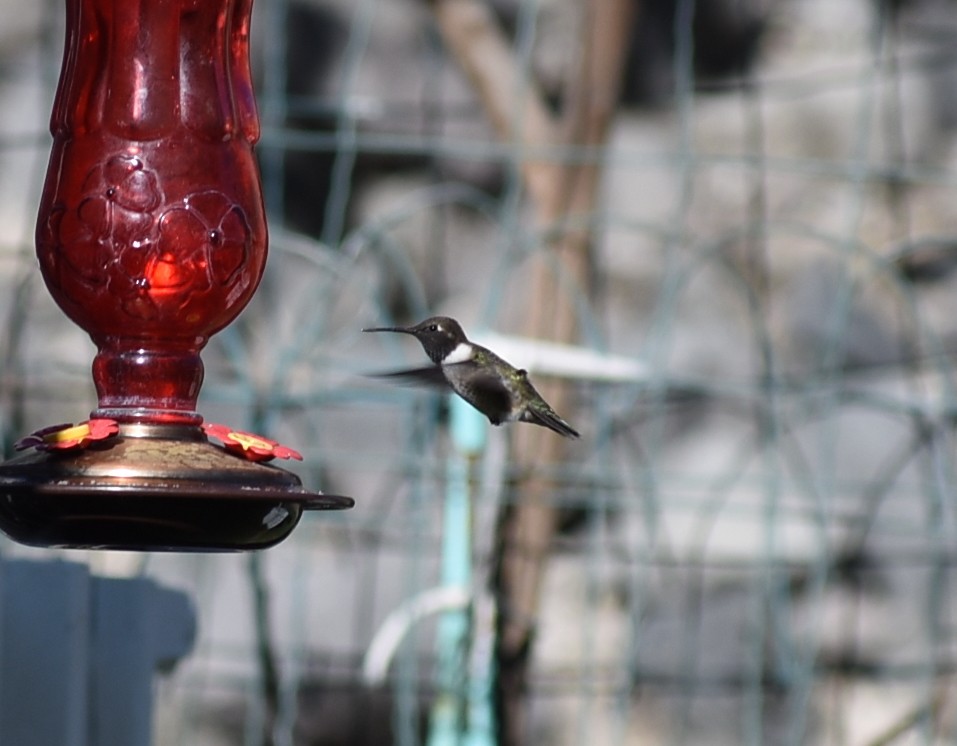Black-chinned Hummingbird - ML619750432