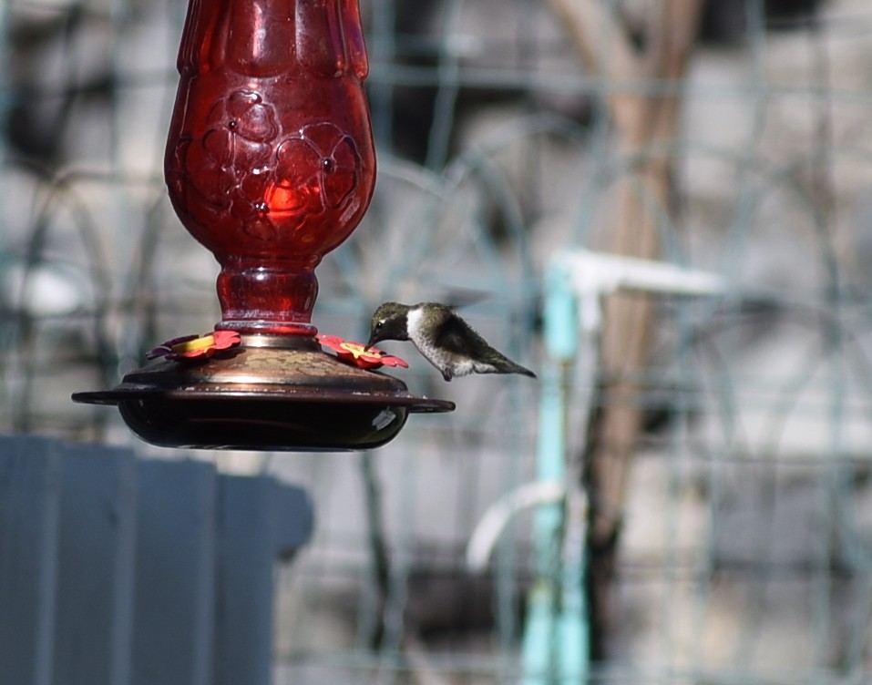 Black-chinned Hummingbird - ML619750433