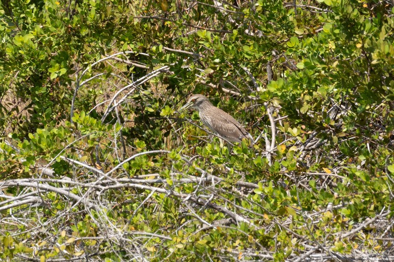 Black-crowned Night Heron - ML619750444