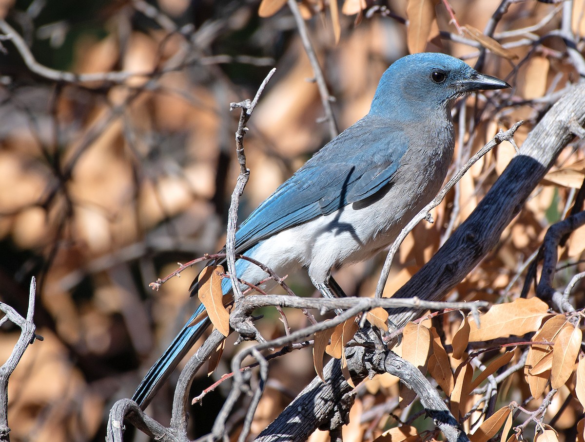 Mexican Jay (Arizona) - Kenneth Butler