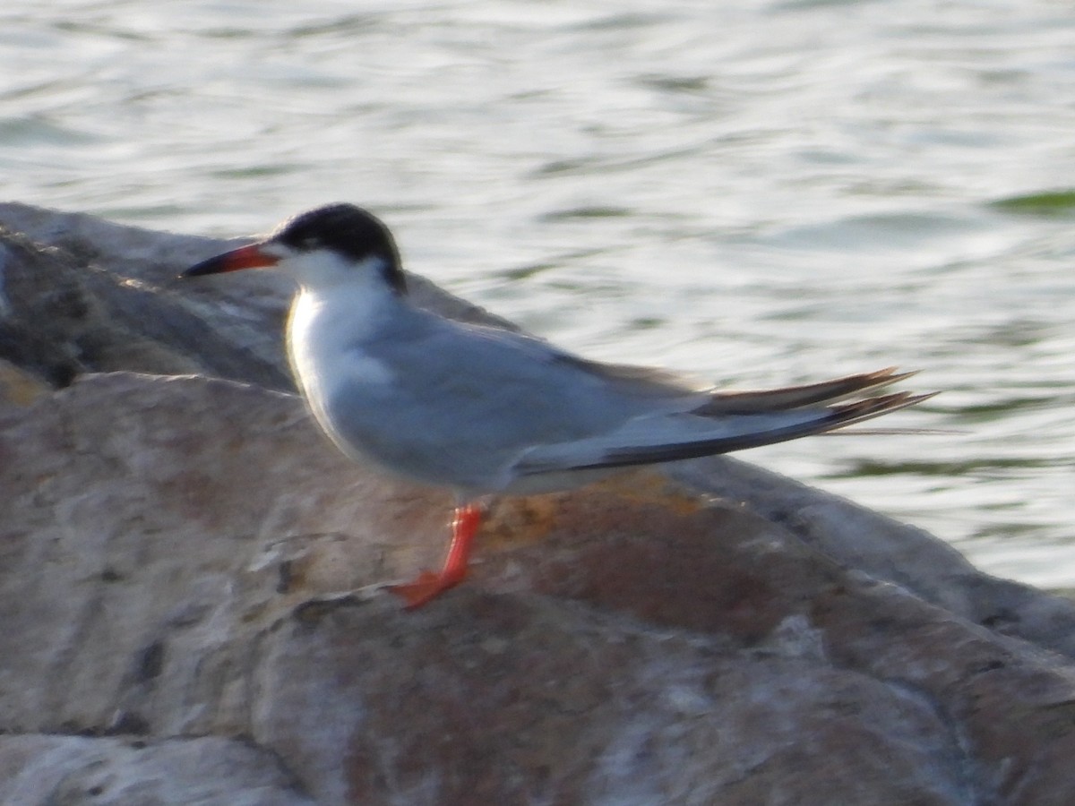 Forster's Tern - ML619750447