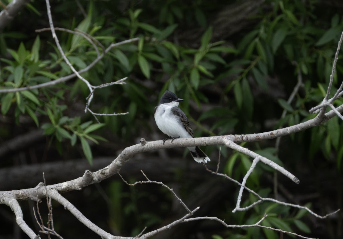 Eastern Kingbird - ML619750466