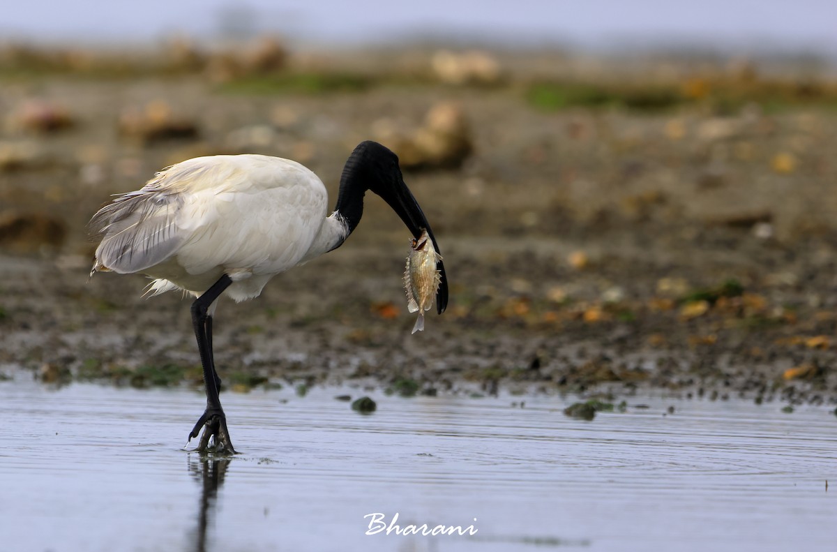ibis černohlavý - ML619750478