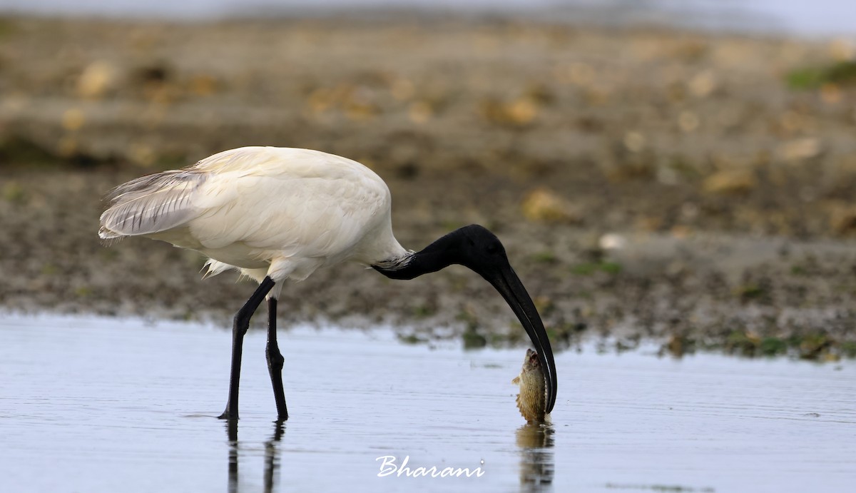 ibis černohlavý - ML619750479