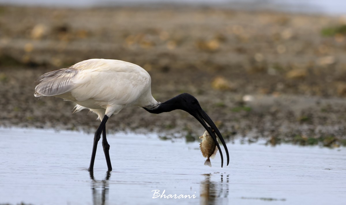ibis černohlavý - ML619750480