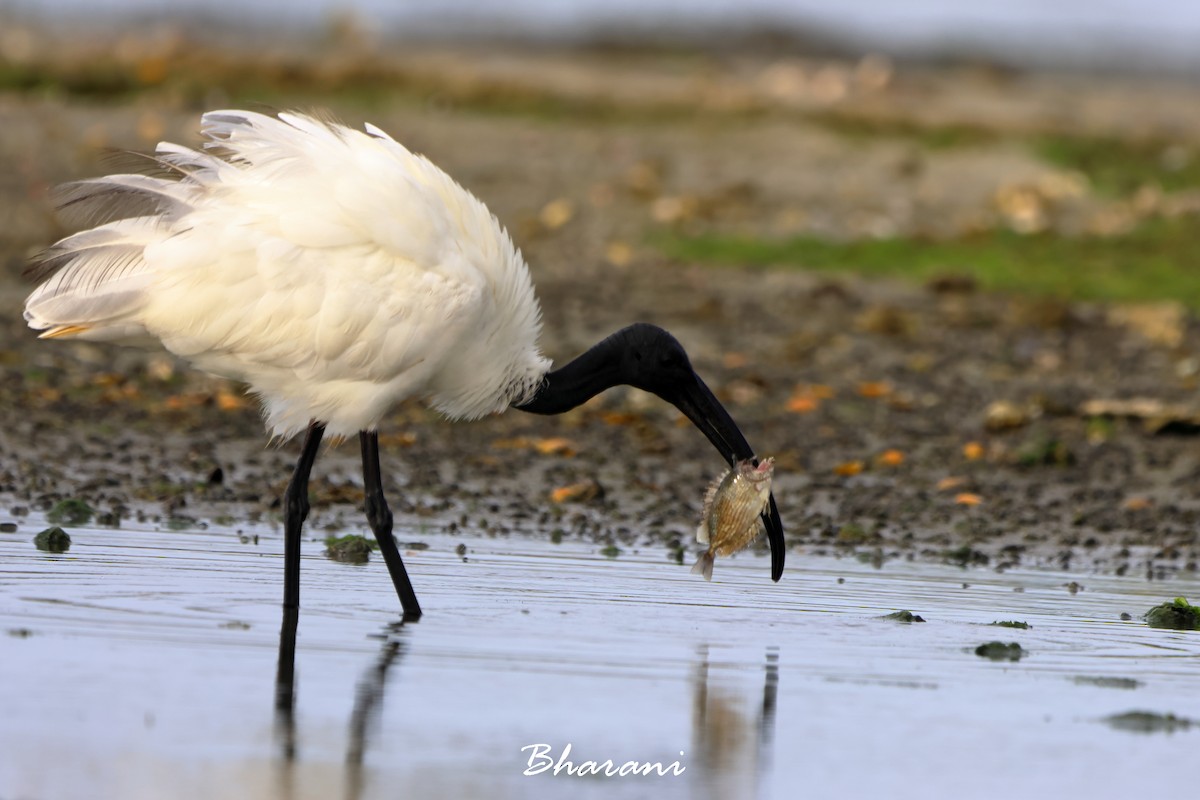 ibis černohlavý - ML619750482