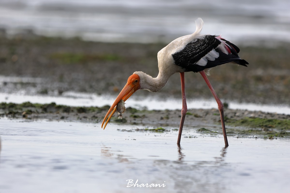 Painted Stork - ML619750499