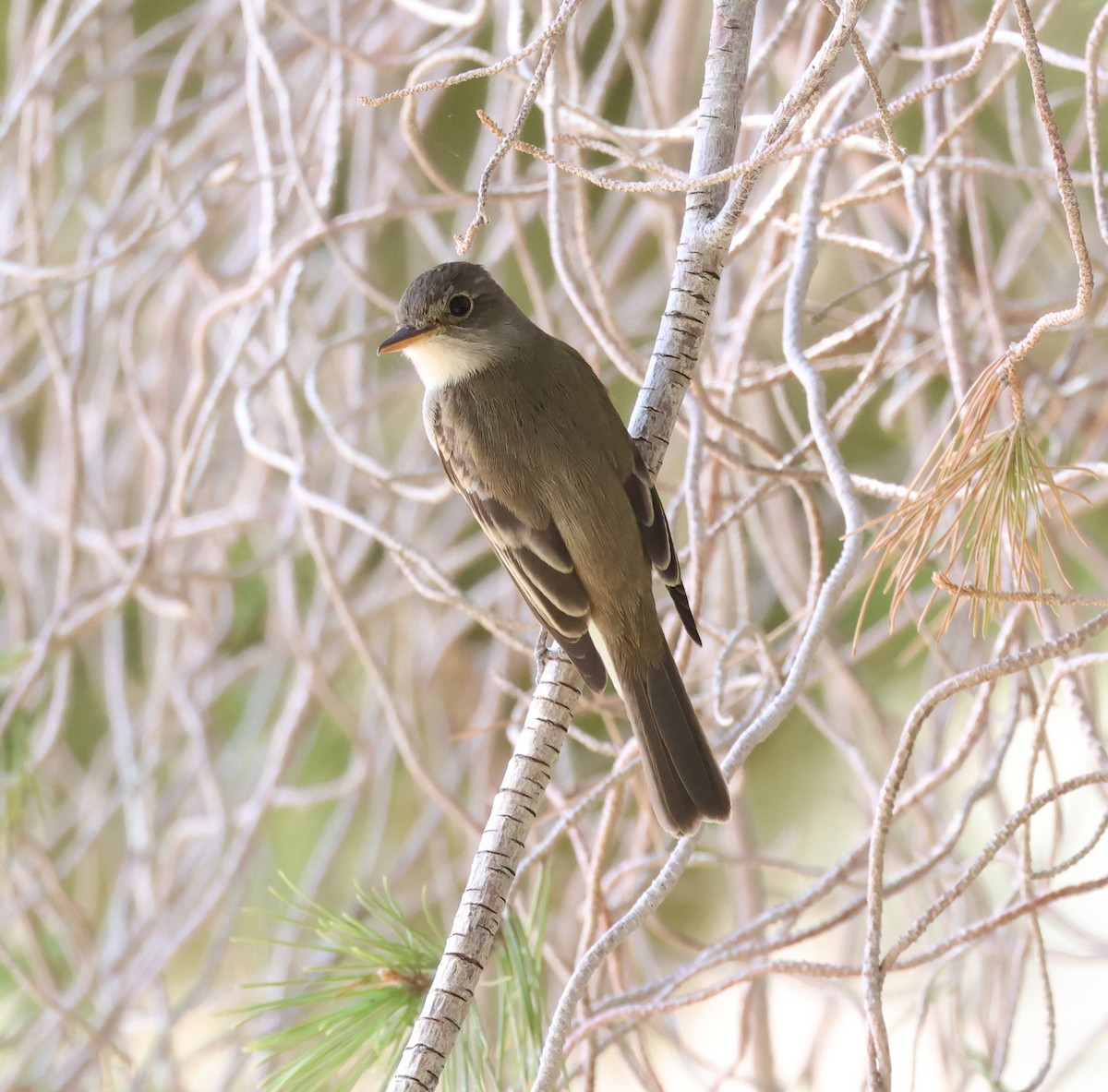 Willow Flycatcher - ML619750500