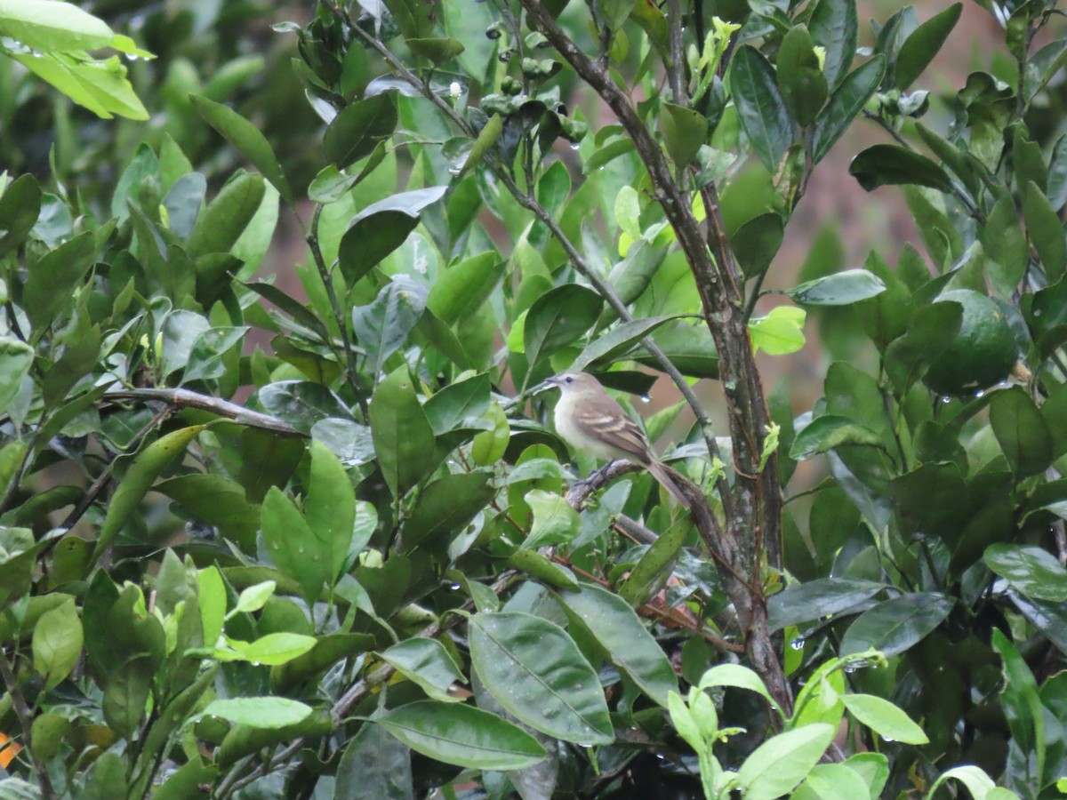 Southern Mouse-colored Tyrannulet - ML619750503