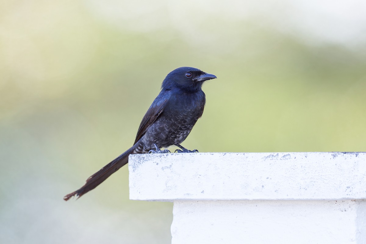 Königsdrongo - ML619750525