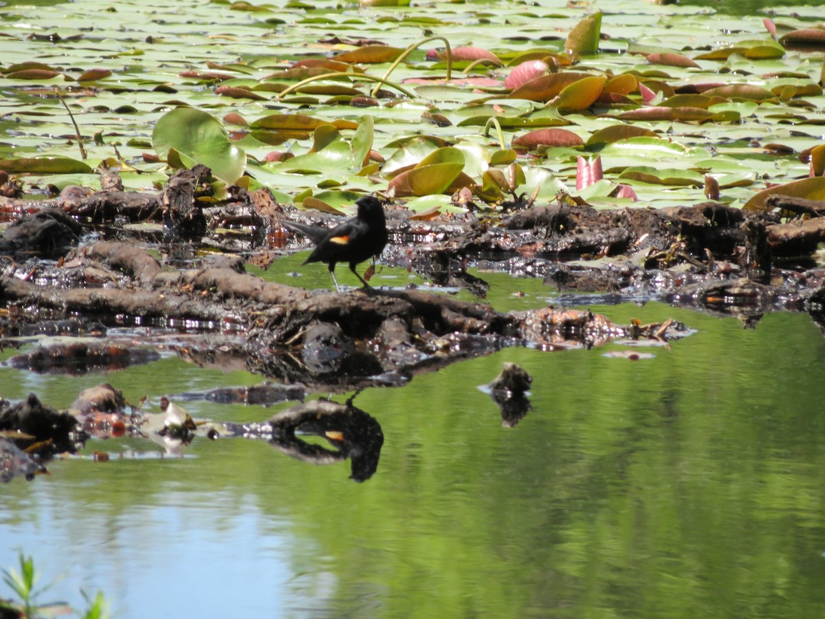 Red-winged Blackbird - ML619750537