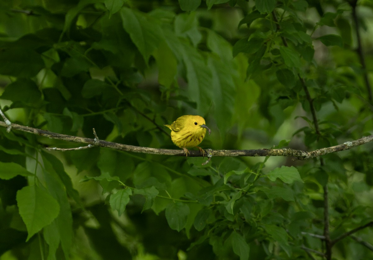 Yellow Warbler - Tony Peterson