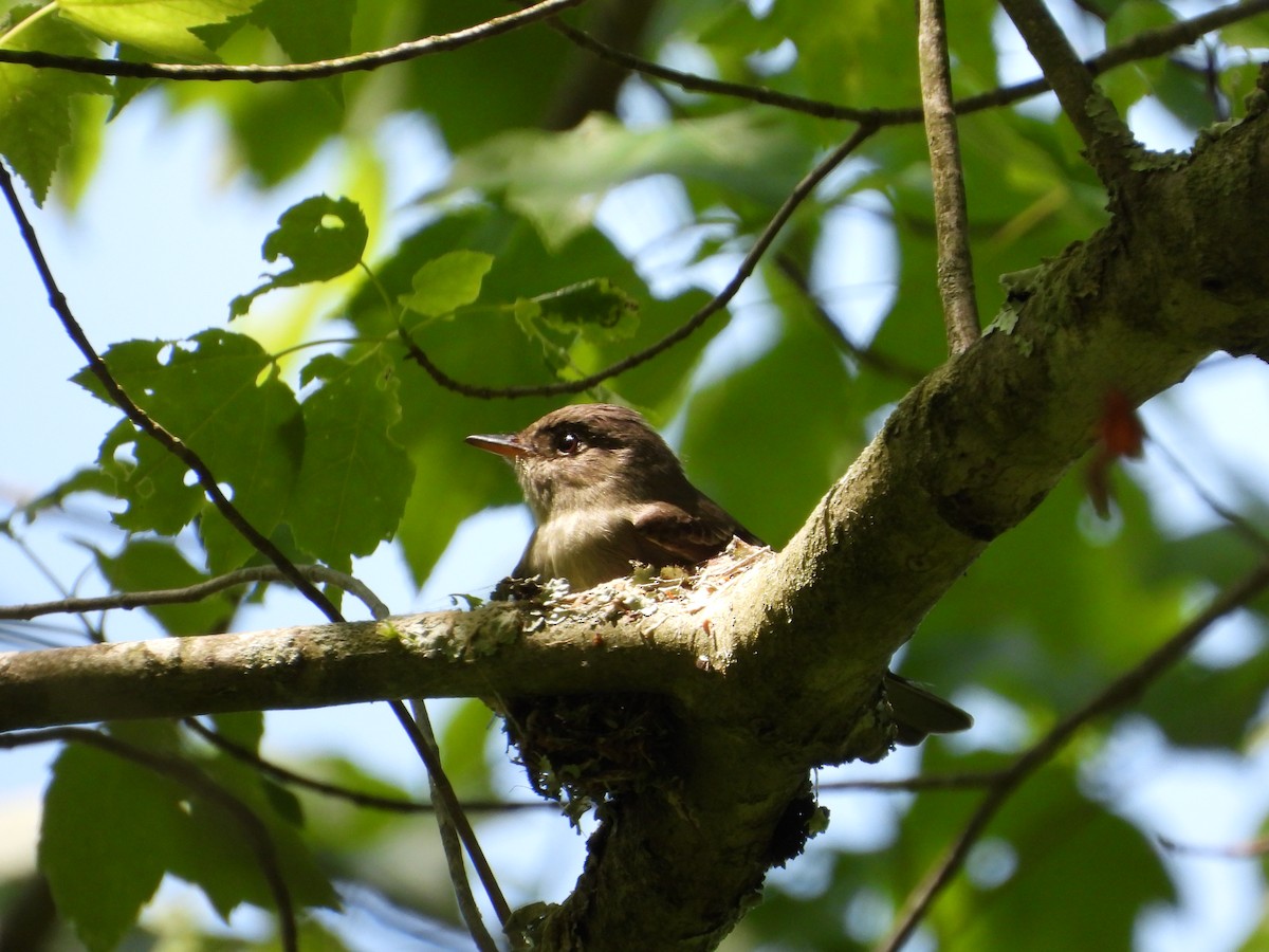 Eastern Wood-Pewee - ML619750564