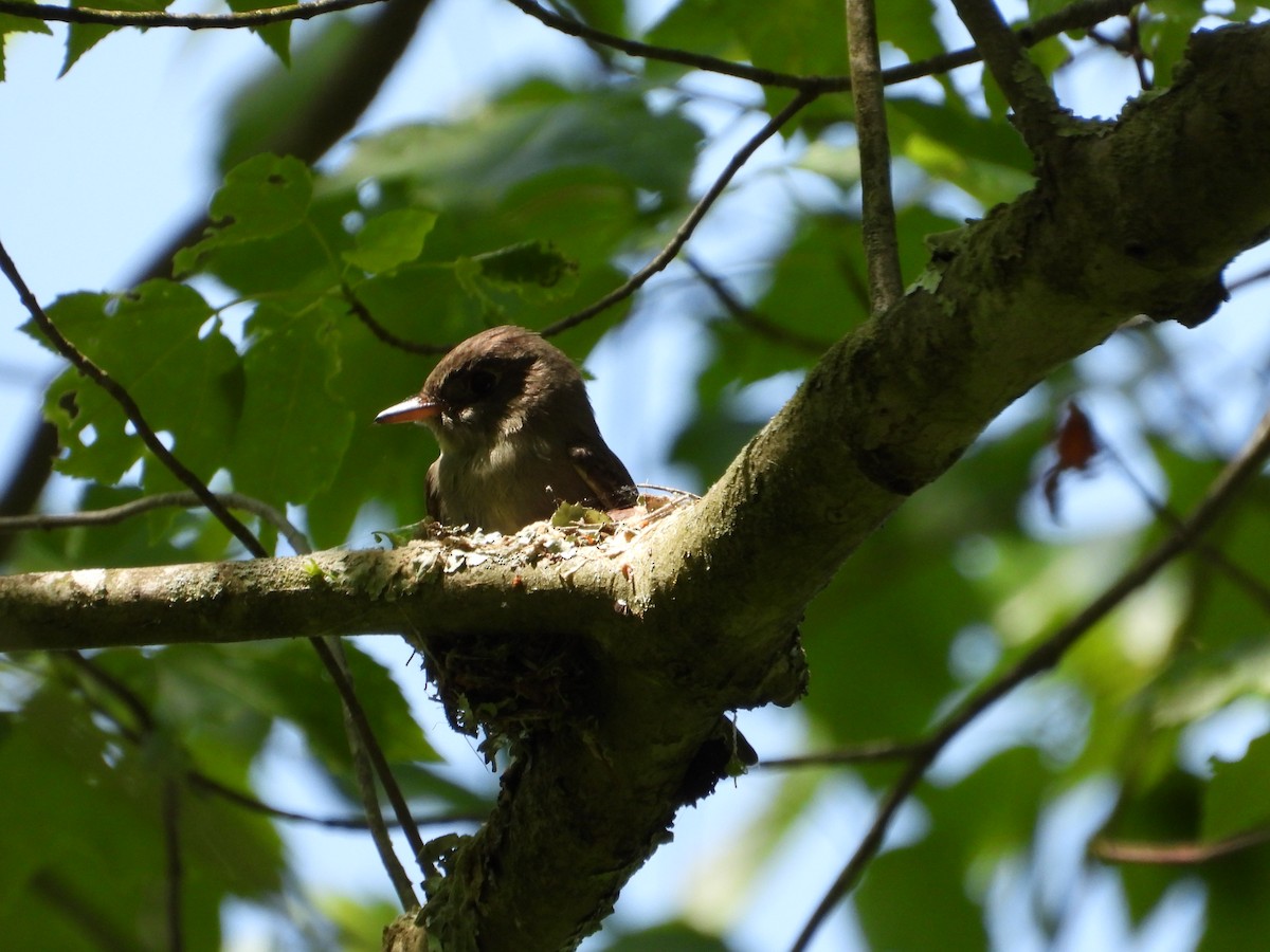 Eastern Wood-Pewee - ML619750566