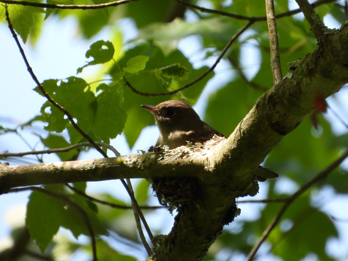 Eastern Wood-Pewee - ML619750567