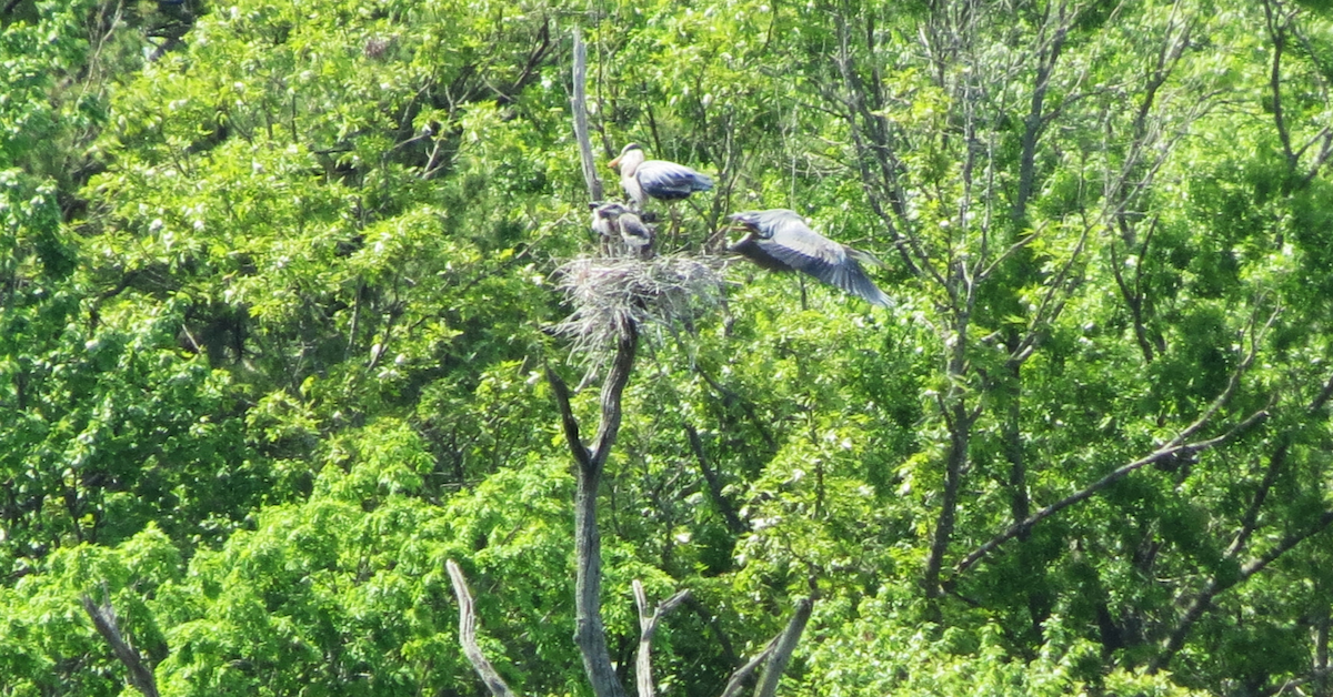 Great Blue Heron - ML619750572